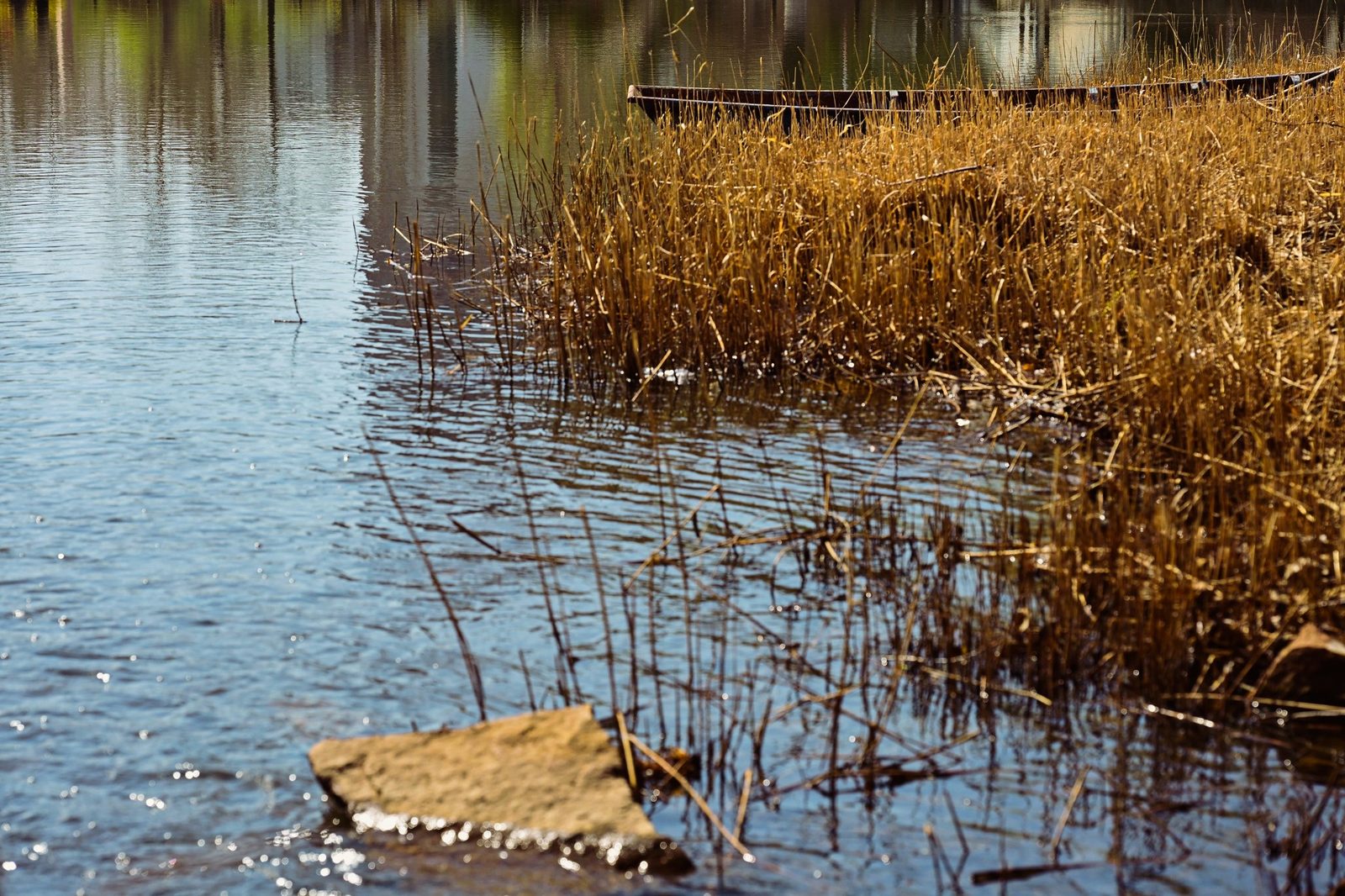 水畔枯草与波光