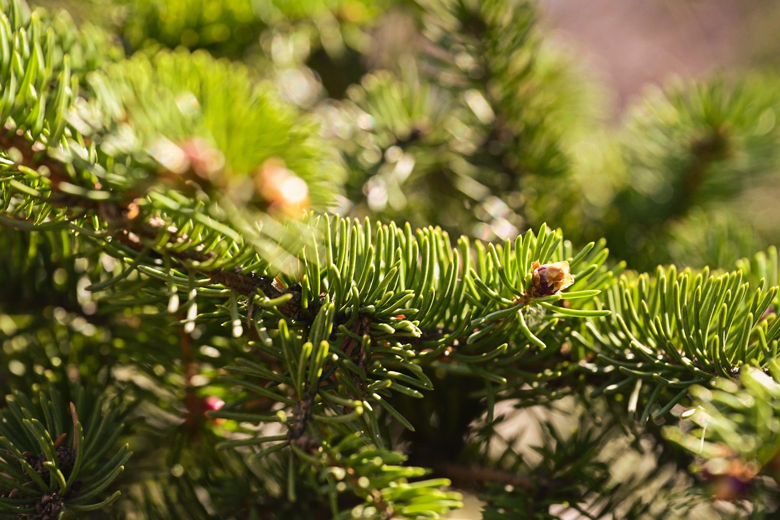 松针特写